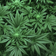 Illustration for article titled The Health Impacts Of Cannabis - Informed Viewpointsem/em